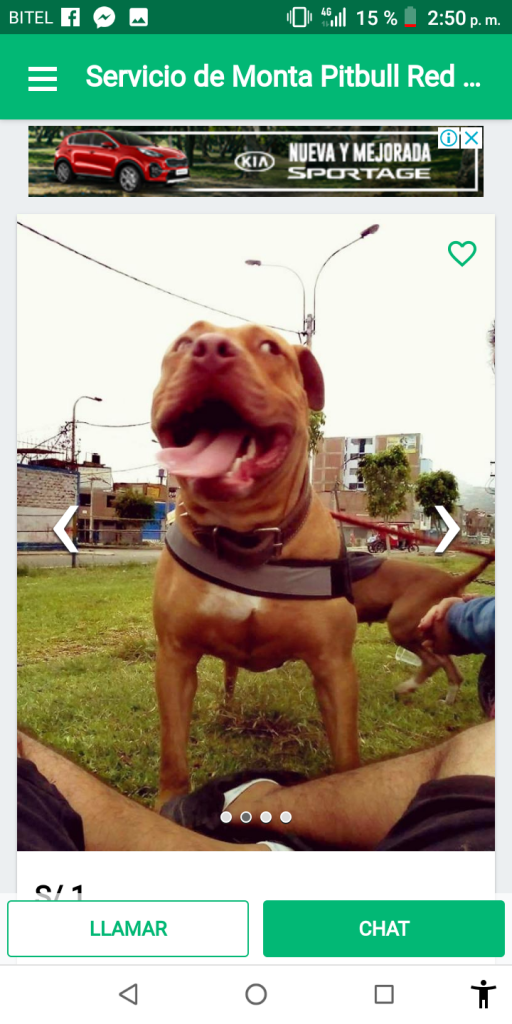 Pitbull Red nose