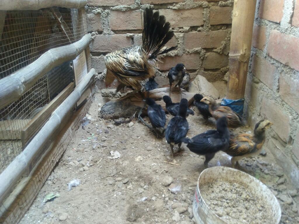 Pollos Criollos