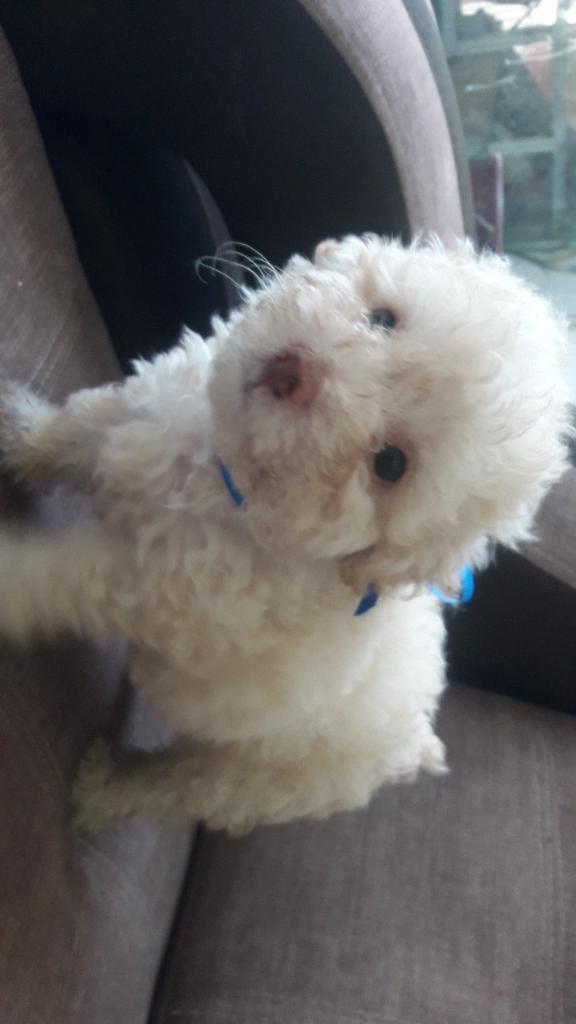 Poodle Toy
