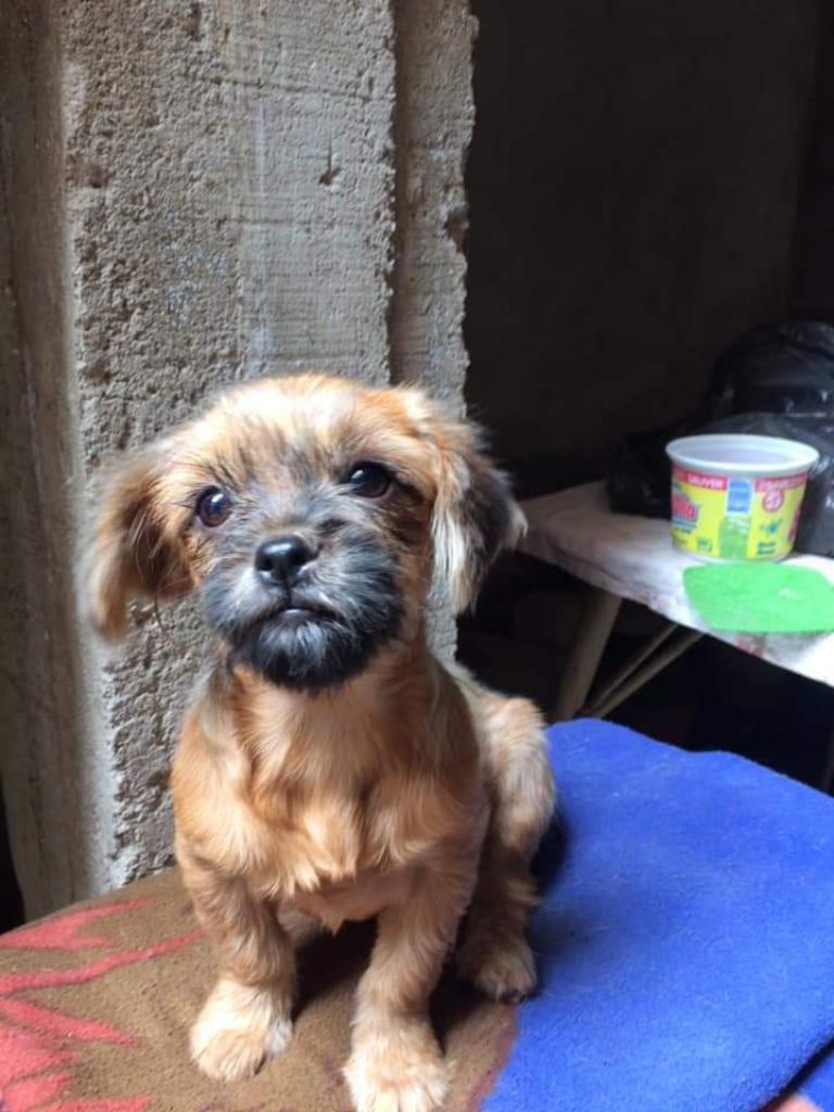 Preciosa Cachorrita Pequinés en Adopción