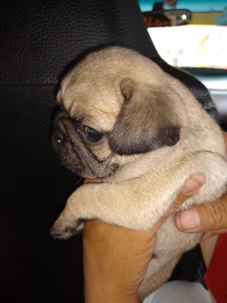 Pug Caliño Bellos Cachorros Ofertamos