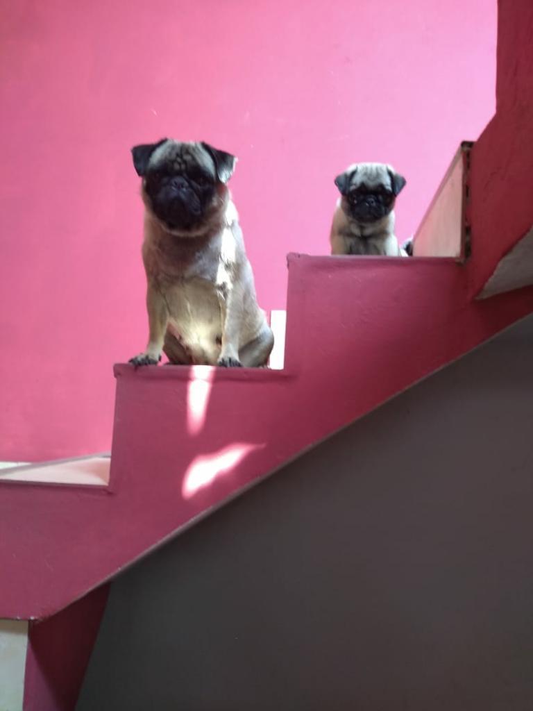 Pug Carlino