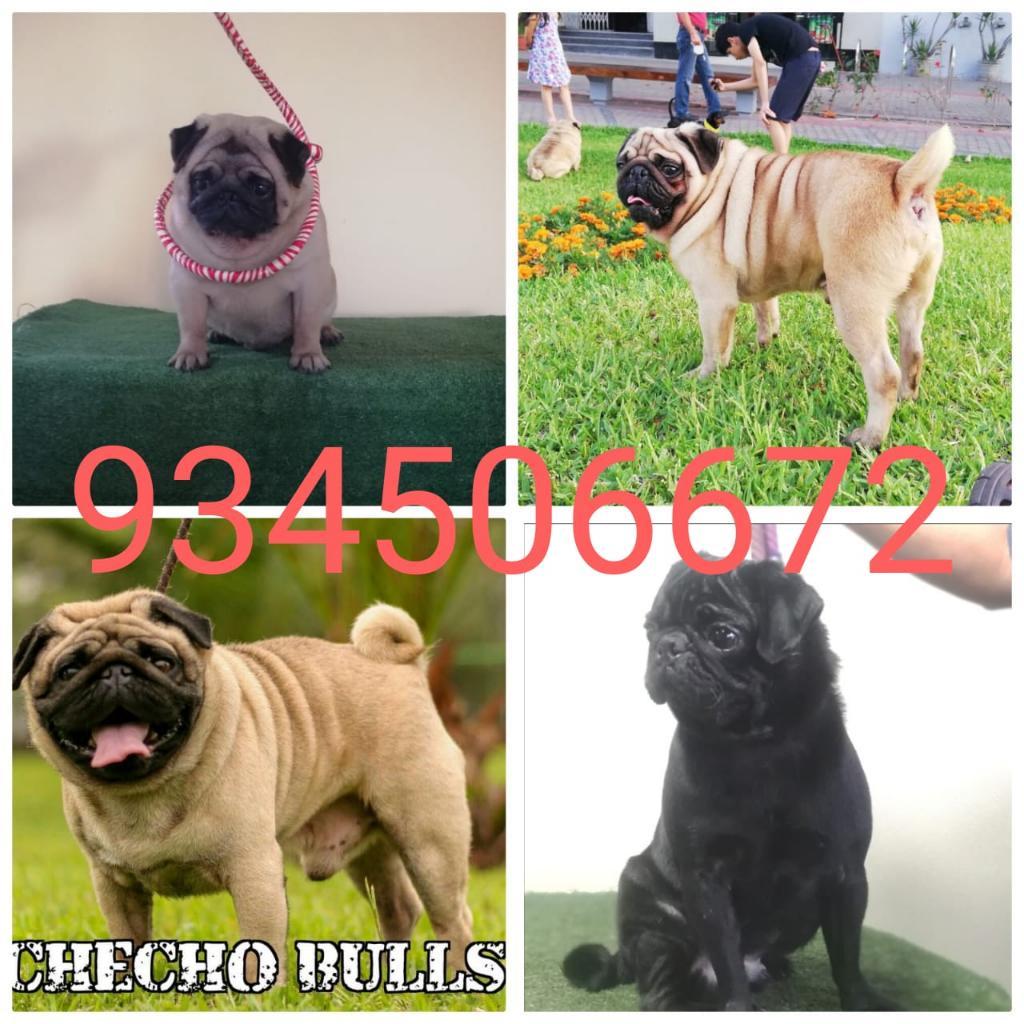 Pug Servicio de Monta