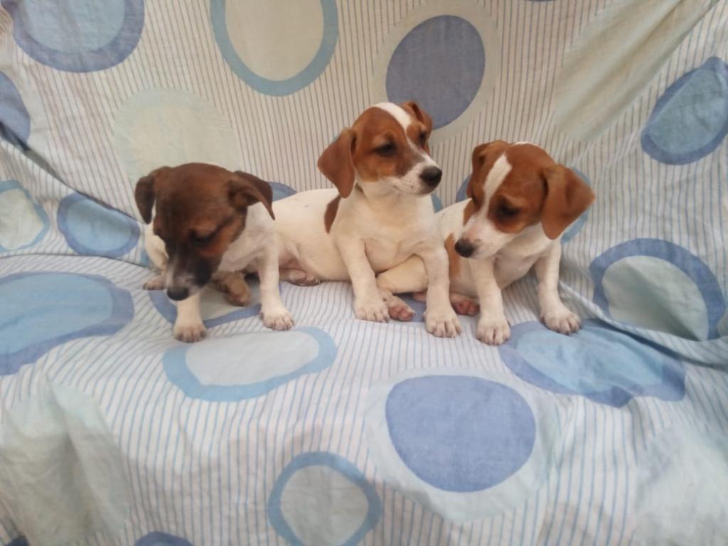 Remato Cachorros Jack Russell