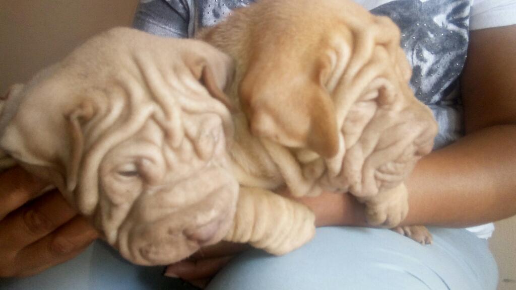 Remato Shar Pei