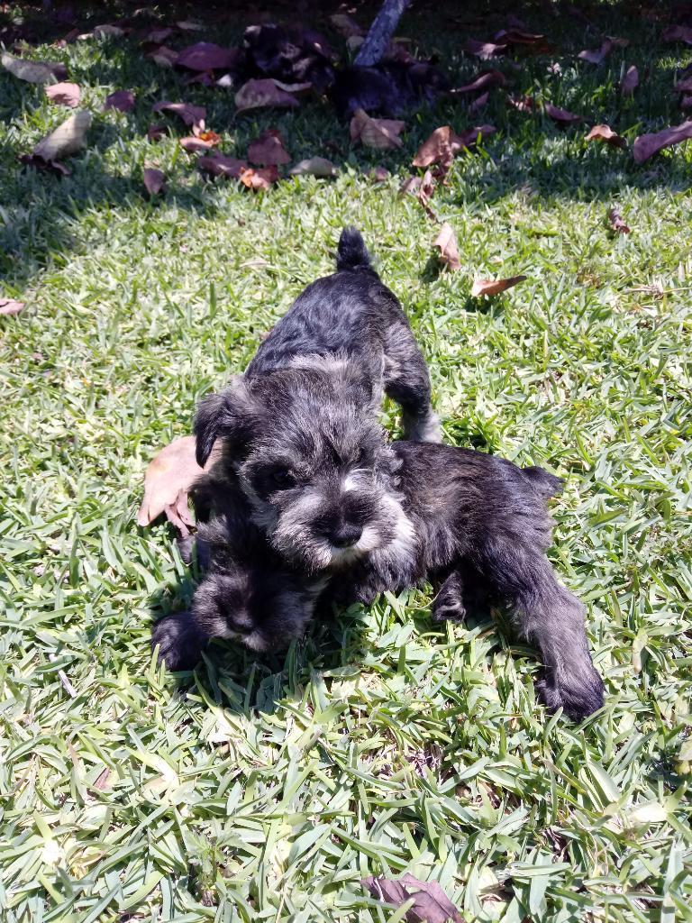 Schnauzer Bellos Cachorros Ofertamos