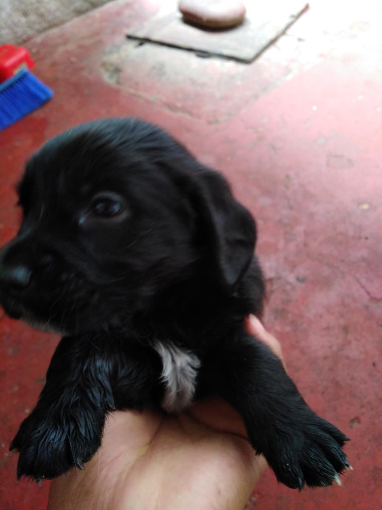 Se Da en Adopción Perritos