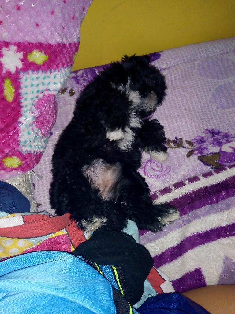 Se Vende Cachorro Shitzu