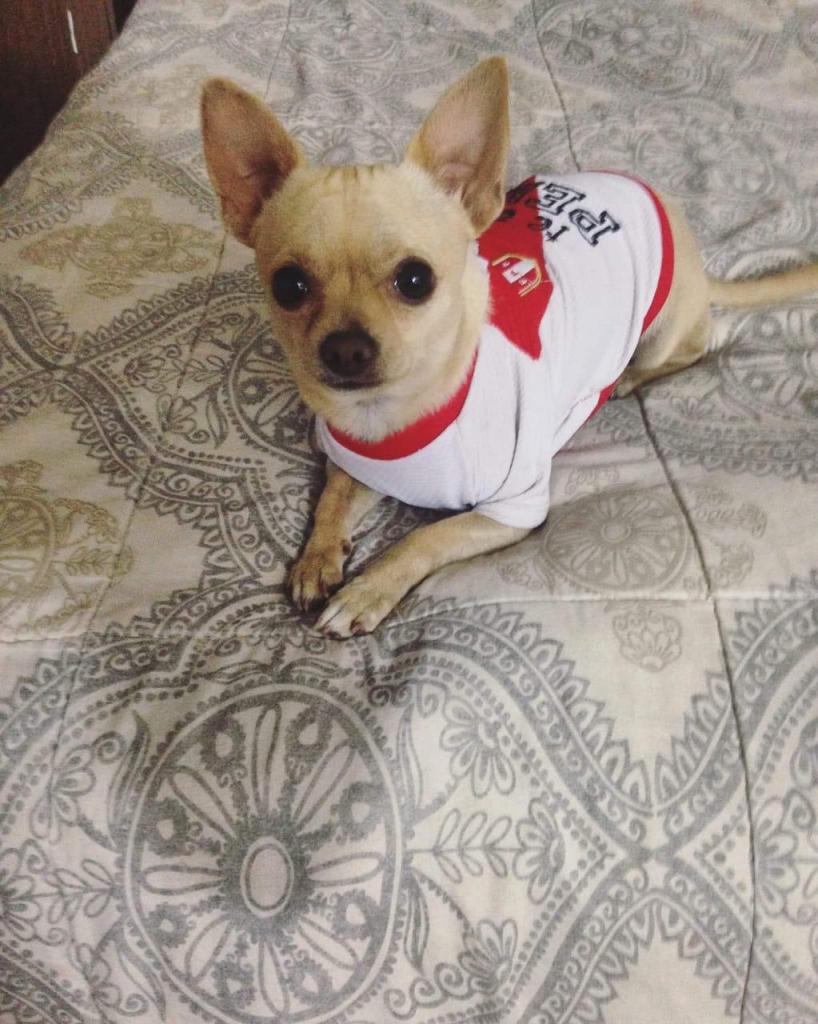 Se vende lindos chihuahuas a precio comodo