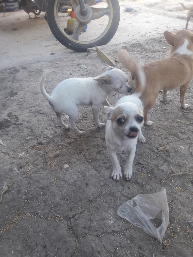 Servicio de Monta Chihuahua