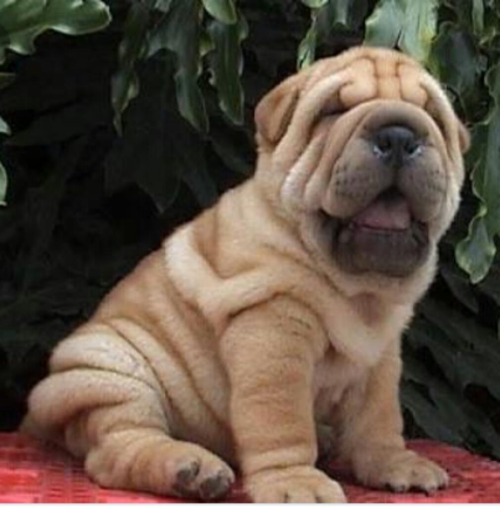 Sharpei