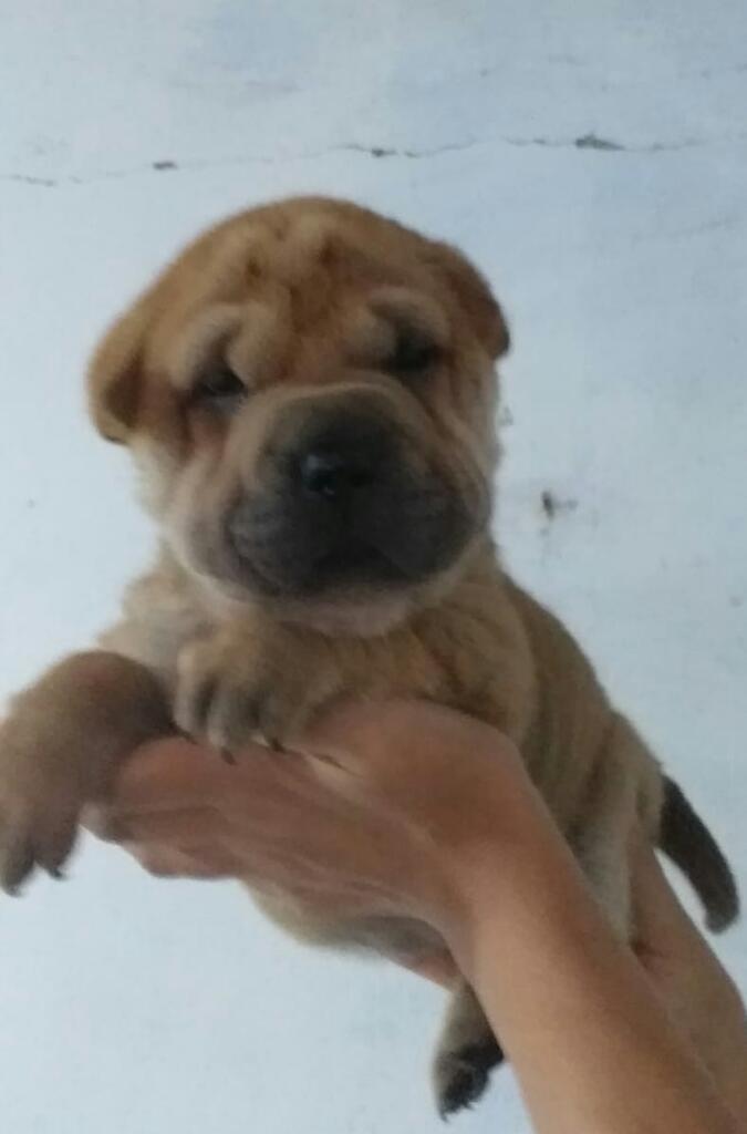 Sharpei