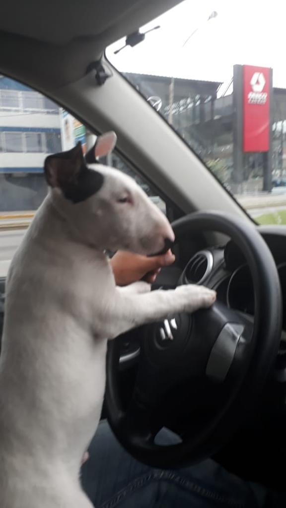 Vendo Bulterrier