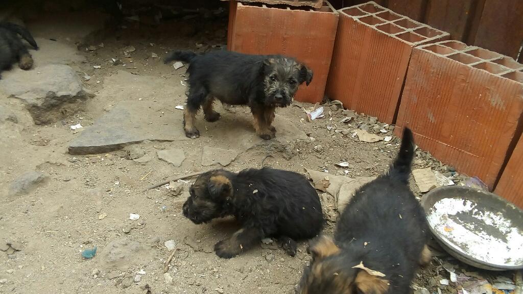 Vendo Camada Cachorros Schnauzer