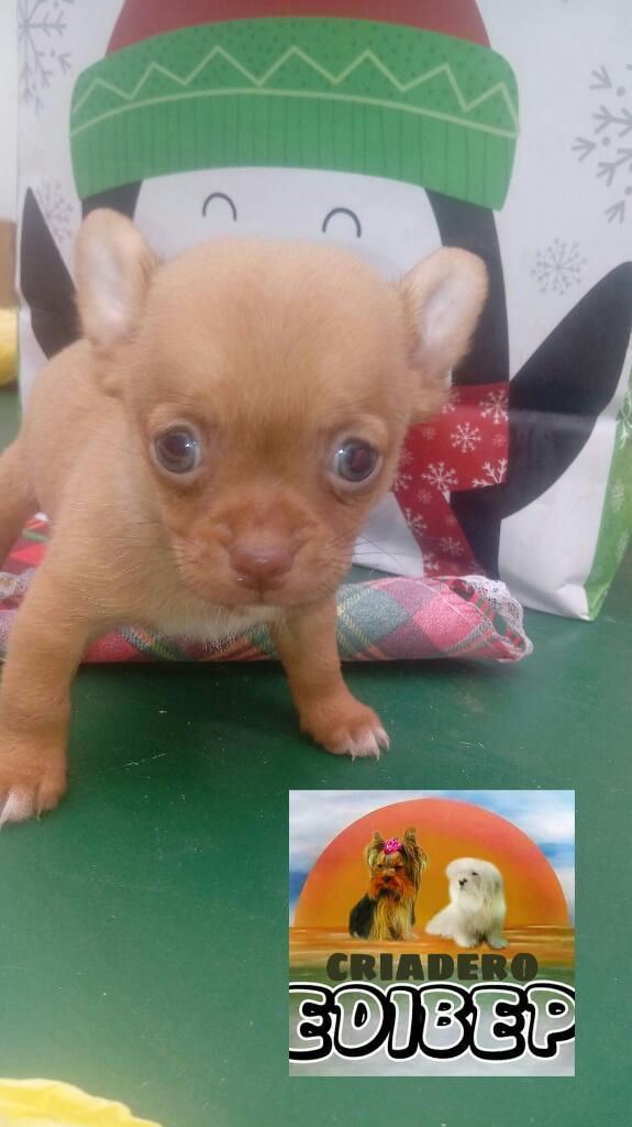 Vendo Chihuahua