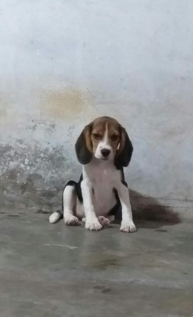 Vendo Mi Hermosa Beagle