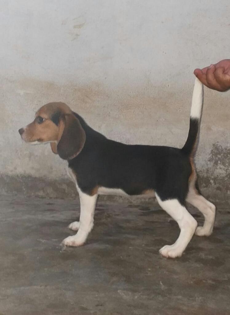 Vendo Mi Linda Cachorrita Beagle