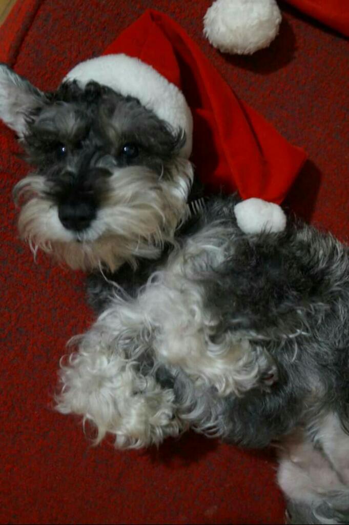 Vendo Schnauzer Super Toys Pura Raza