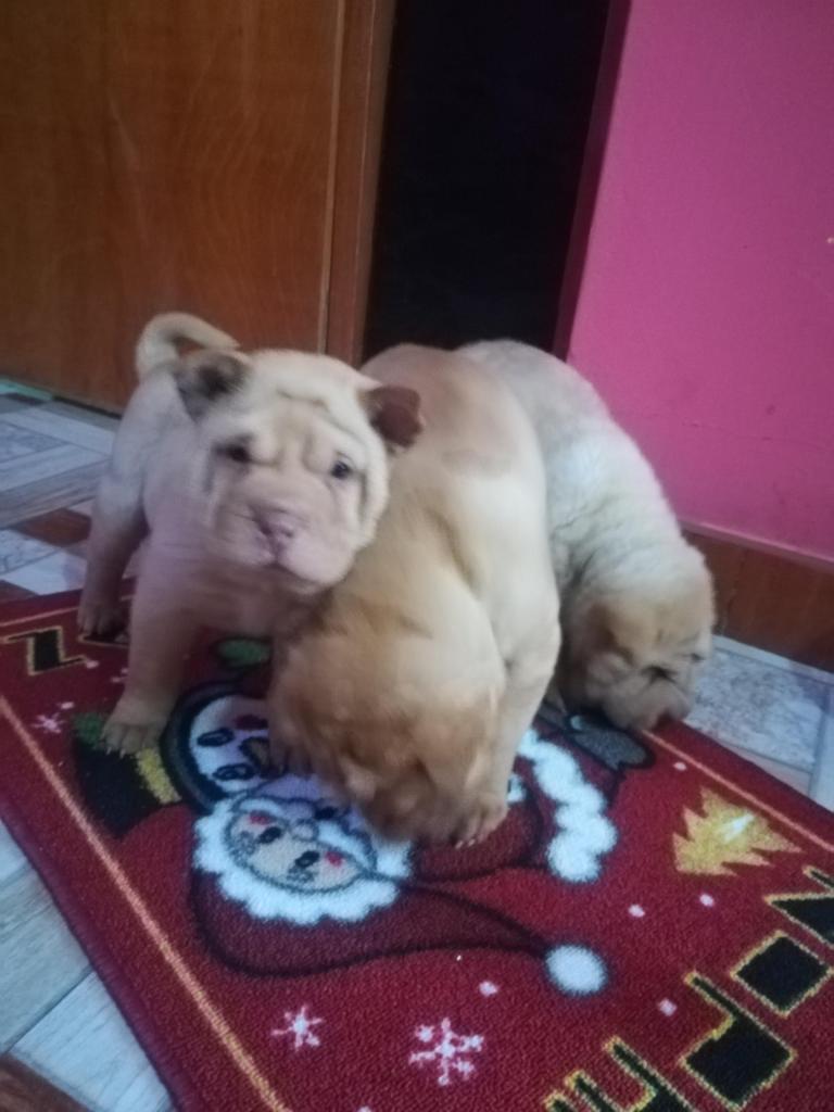 Vendo cachorros raza sharpei 700 soles