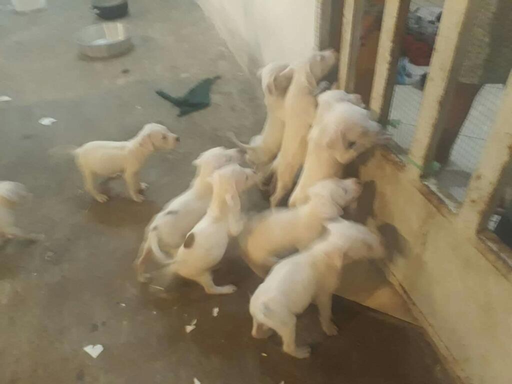 Venta de Cachorros Dogos Argentinos