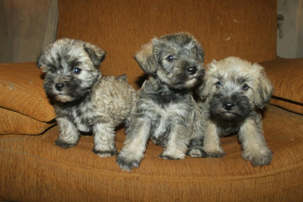 Venta de Cachorros Schnauzer