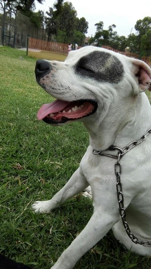 Adopcion Pitbull Fusion Bully 10 Meses