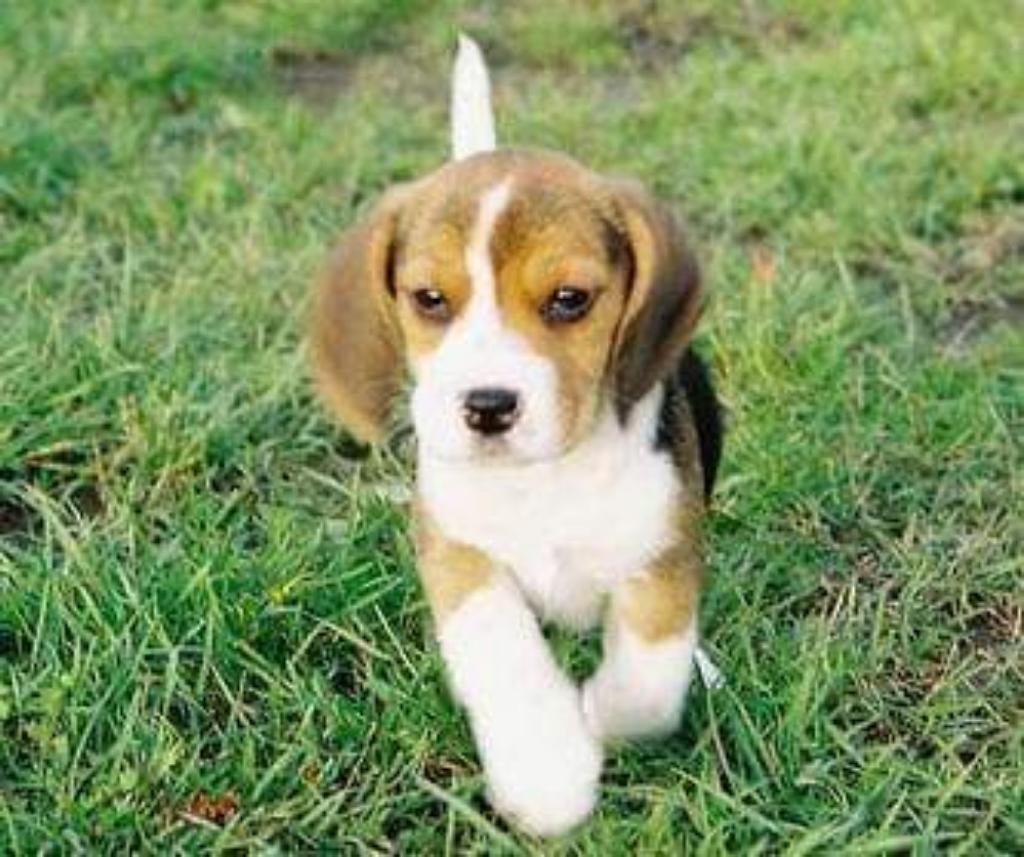 Adopto Perro Beagle