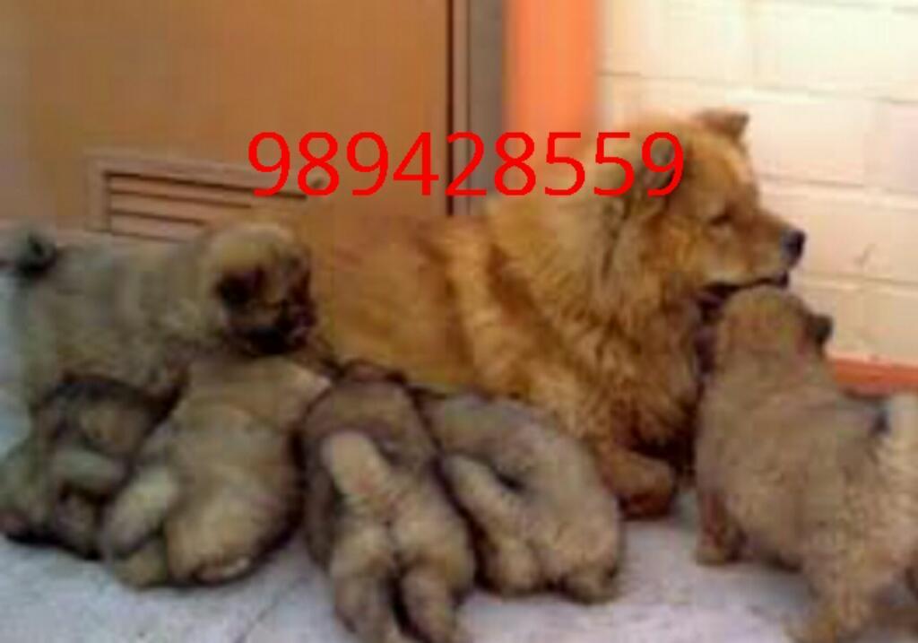 Amorosos Cachorros Chow Chow