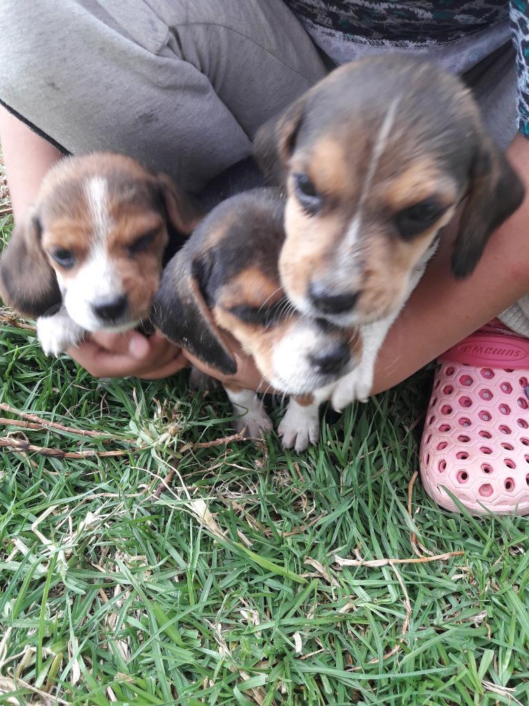 Beagles