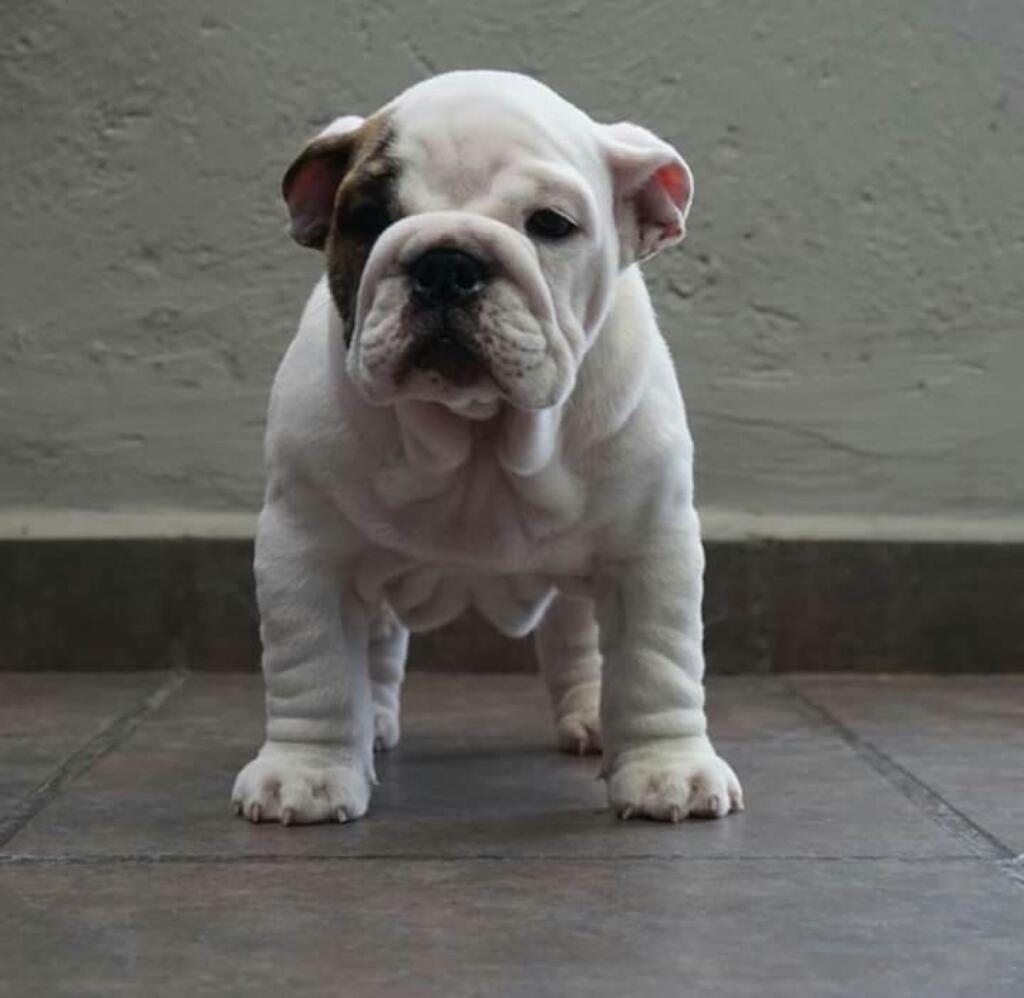 Bulldog Ingleis