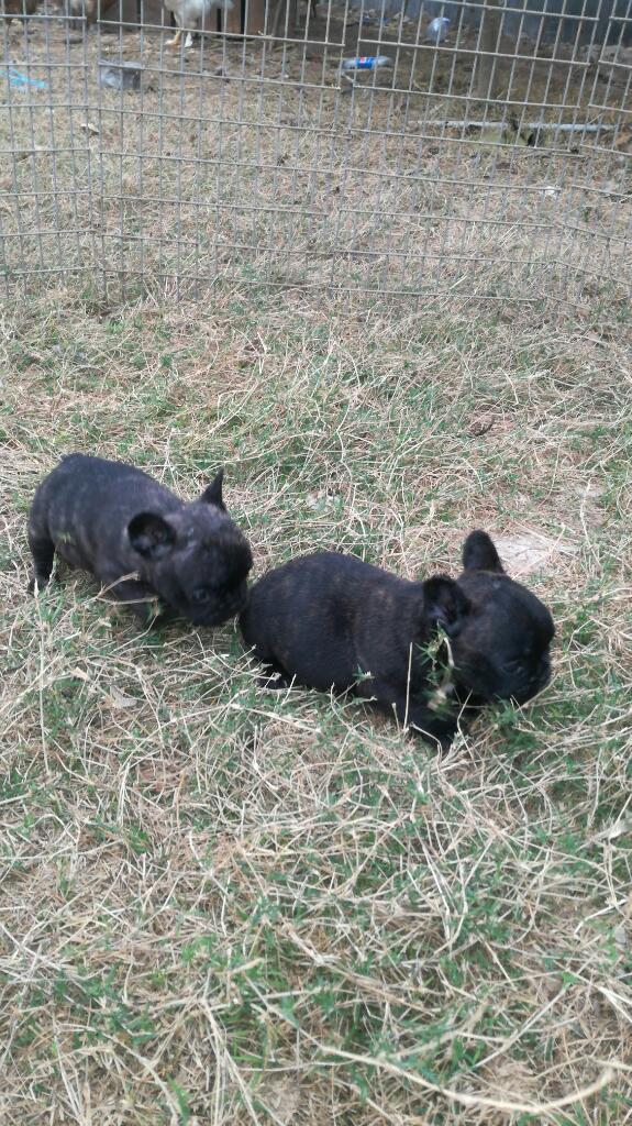 Cachorros Buldog Frances