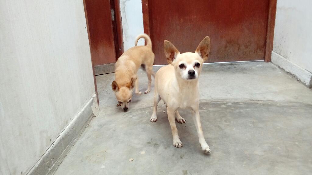 Cachorros Chihuahuas Separa El Tuyo