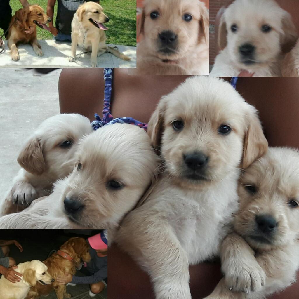 Cachorros Golden