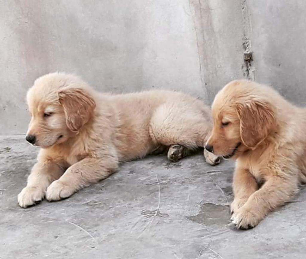 Cachorros Golden