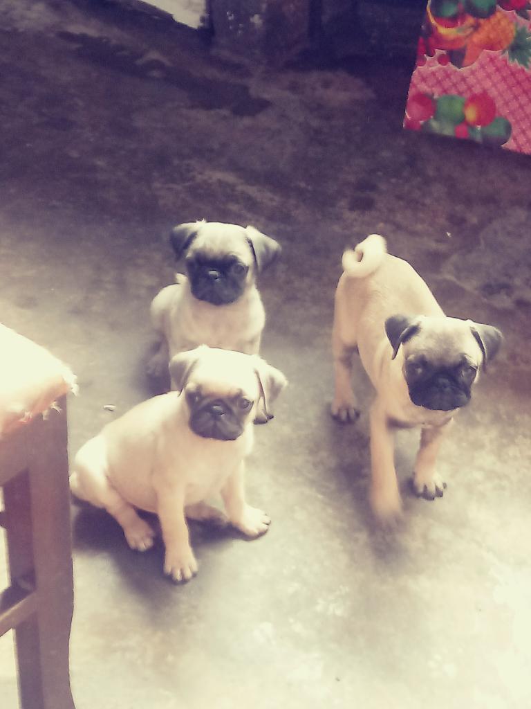 Cachorros Pug