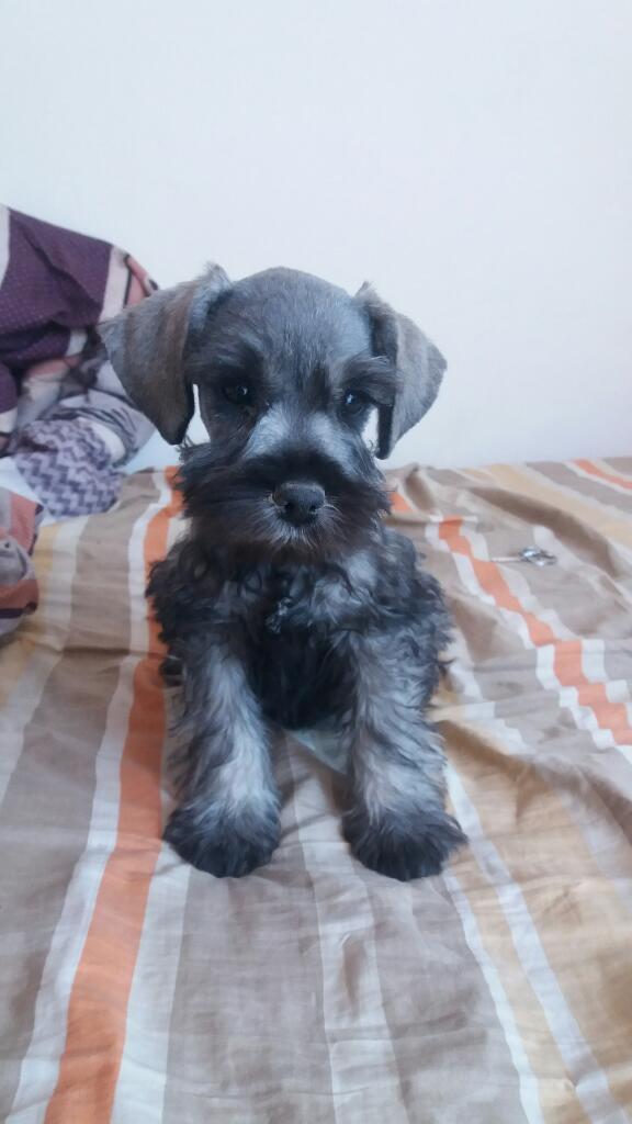 Cachorros Schnauzer