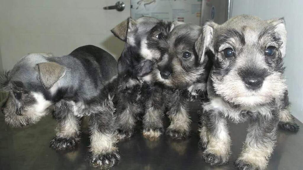 Cachorros Schnauzer Miniatura