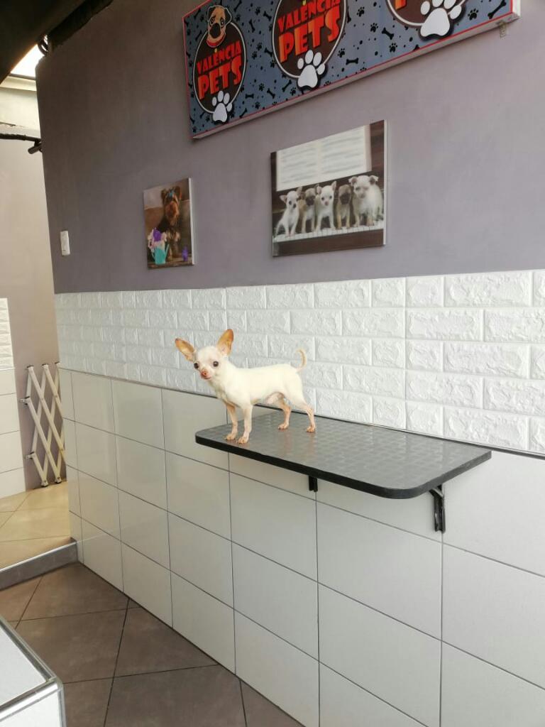 Chihuahua Blanco Brinda Servicio de Mont