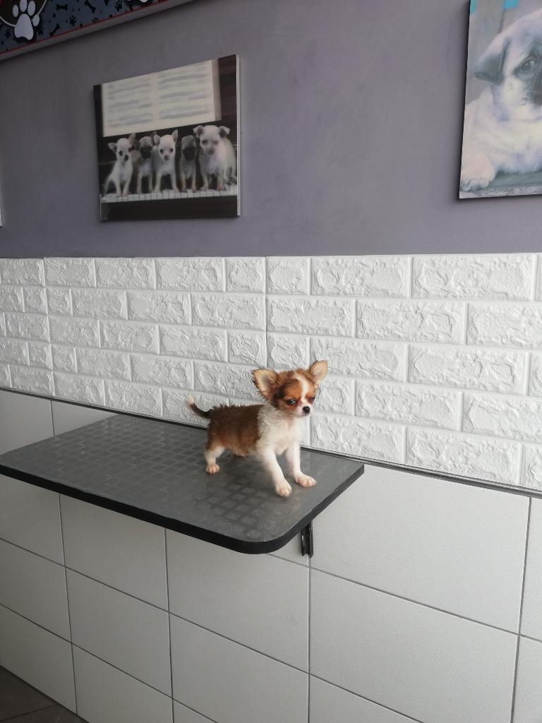 Chihuahua Cachorro Minitoy