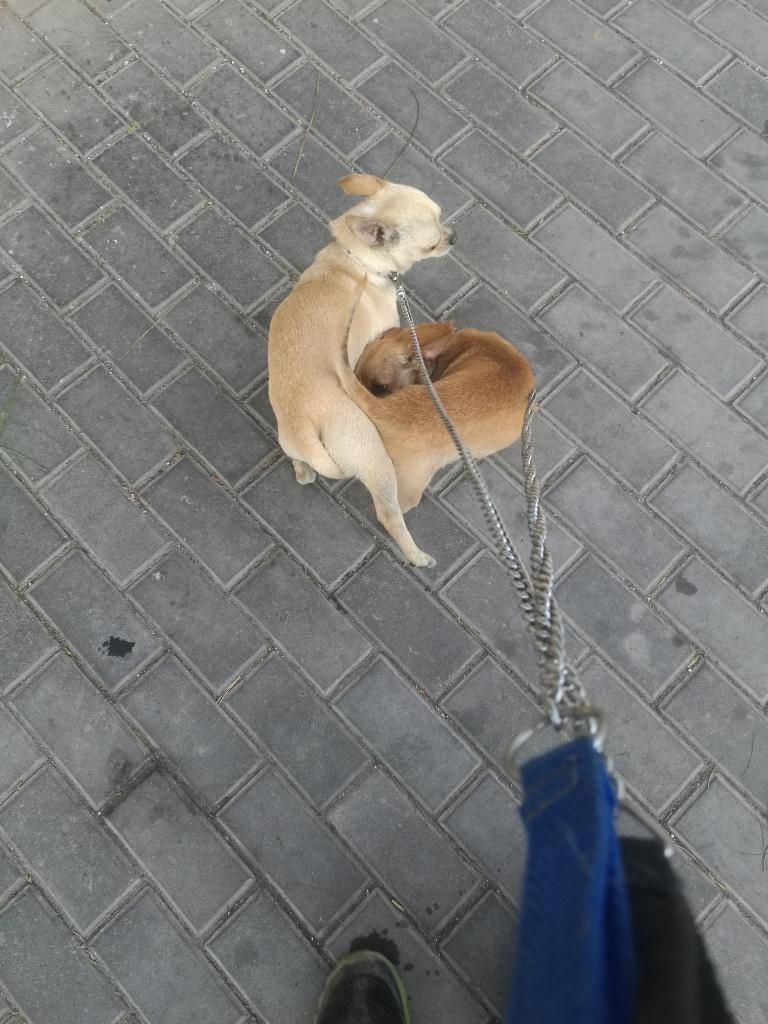 Chihuahuas en Venta