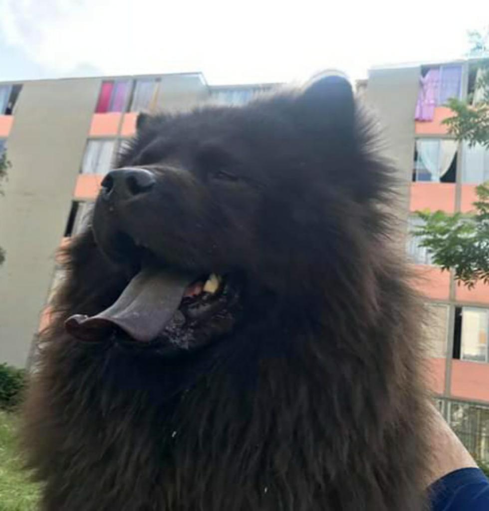 Chow Chow