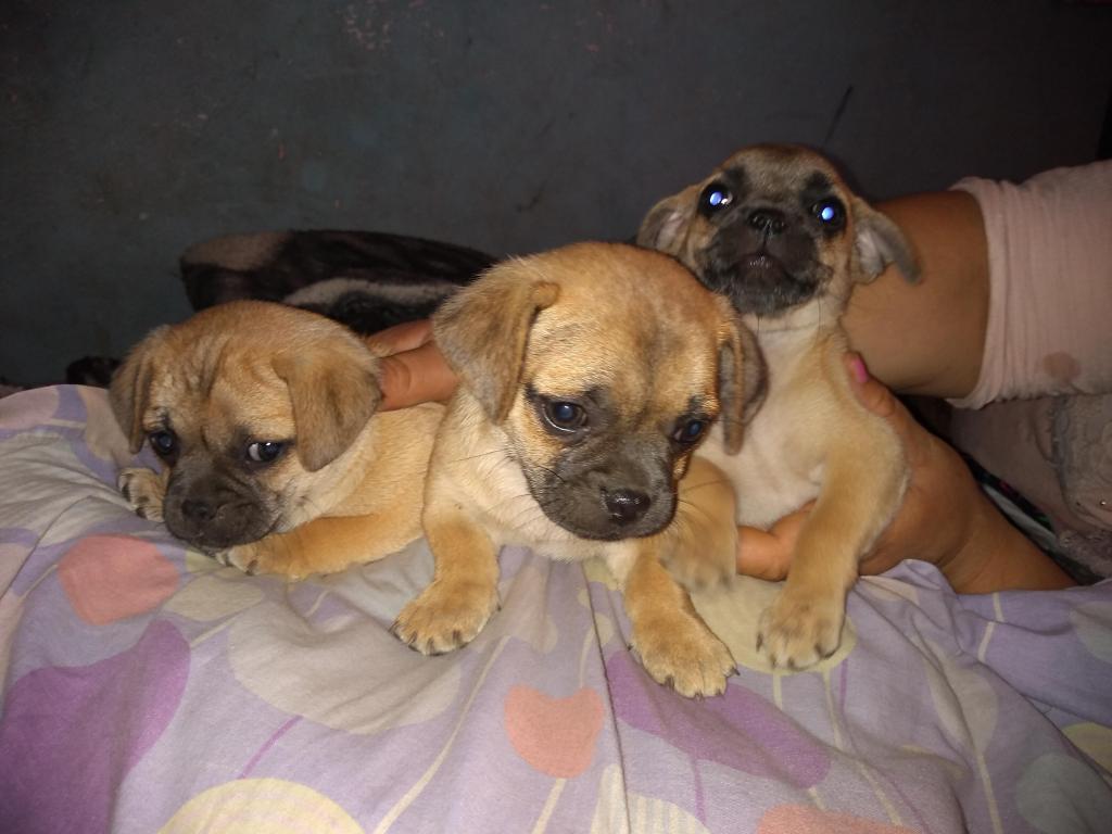 Cruce de Pug y Chihuahua por accidente