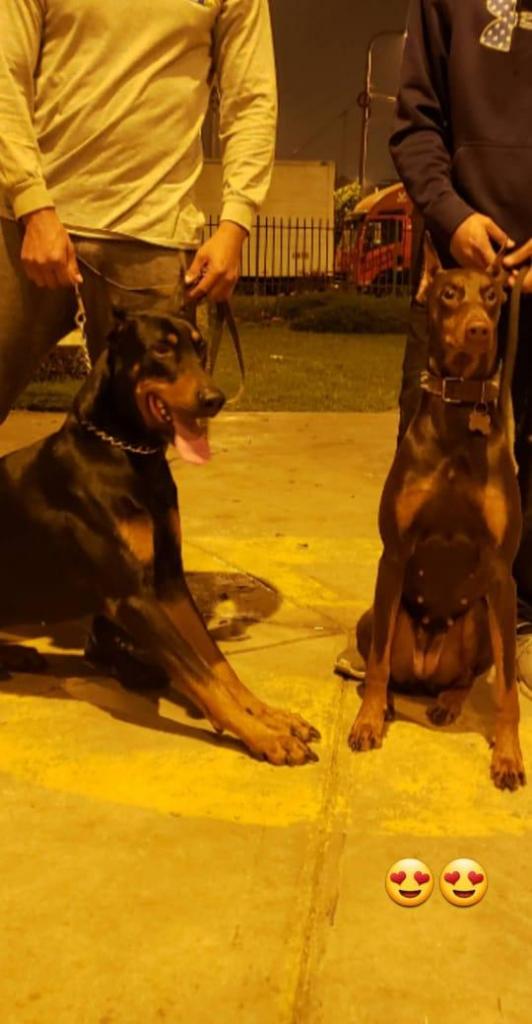 Doberman cachorros