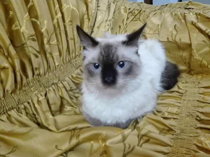 Gato siames tipo ragdoll 100 soles