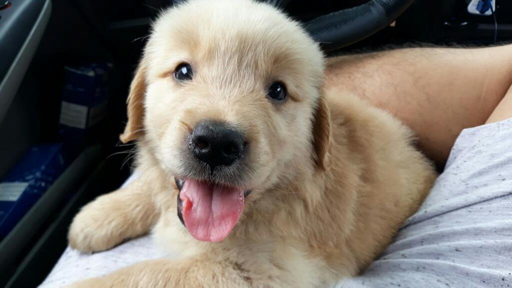 Golden Retriever