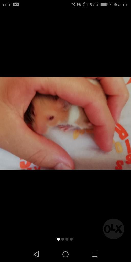 Hamsters Bicolor