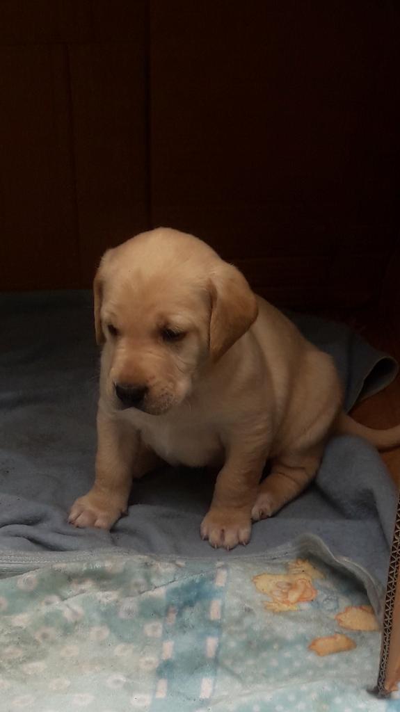 Hermosos Cachorritos Labradores