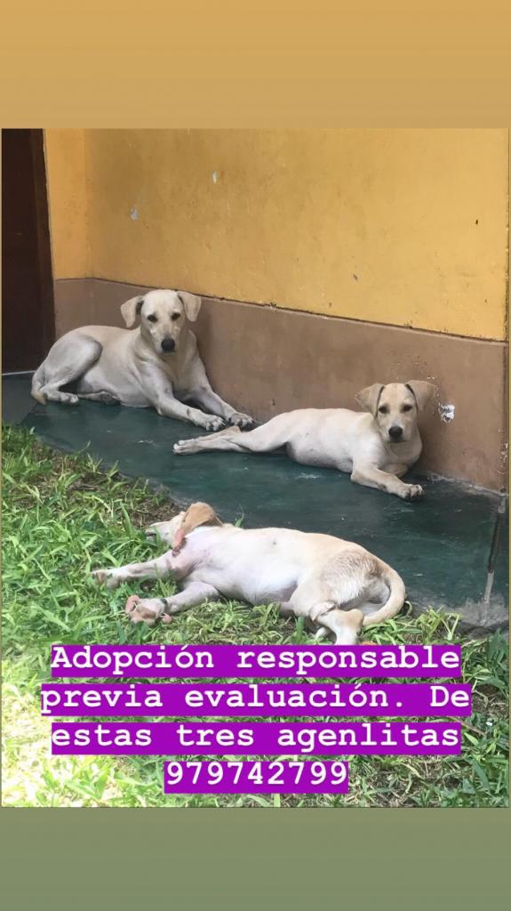 LABRADORCITAS EN ADOPCIÓN RESPONSABLE