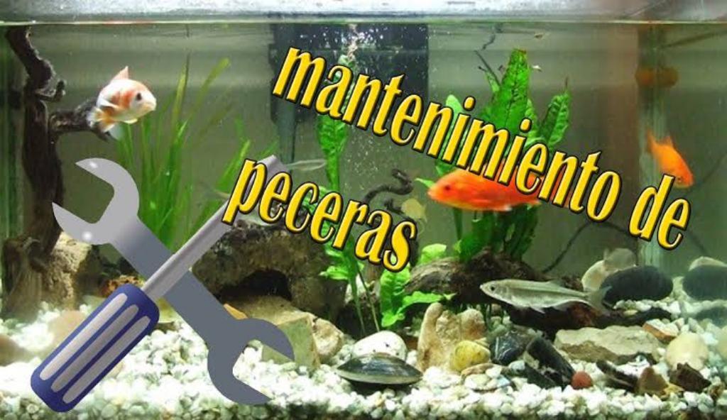 Mantenimiento Pecera