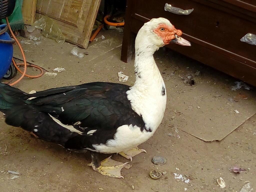 Patos Gorditos